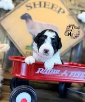 Fern, a female Bordoodle for sale in Bristol, VA – Photo 2 of 10