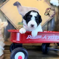 Fern, a female Bordoodle for sale in Bristol, VA – Photo 3 of 10