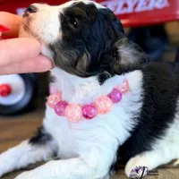 Fern, a female Bordoodle for sale in Bristol, VA – Photo 10 of 10