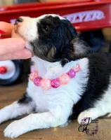 Fern, a female Bordoodle for sale in Bristol, VA – Photo 10 of 10