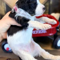 Fern, a female Bordoodle for sale in Bristol, VA – Photo 7 of 10