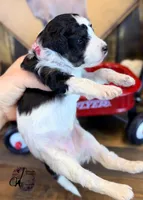 Fern, a female Bordoodle for sale in Bristol, VA – Photo 7 of 10