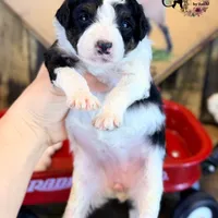 Fern, a female Bordoodle for sale in Bristol, VA – Photo 4 of 10