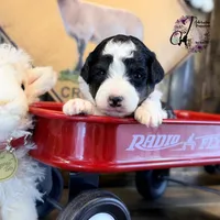 Fern, a female Bordoodle for sale in Bristol, VA – Photo 8 of 10