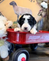 Fern, a female Bordoodle for sale in Bristol, VA – Photo 8 of 10