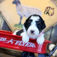 Fern, a female Bordoodle for sale in Bristol, VA – Photo 1 of 10