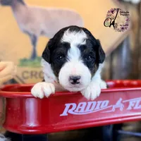 Fern, a female Bordoodle for sale in Bristol, VA – Photo 9 of 10