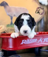 Fern, a female Bordoodle for sale in Bristol, VA – Photo 9 of 10