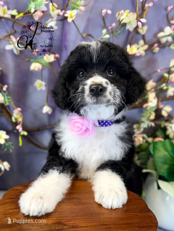 Tess – Bordoodle puppy for sale in Bristol, VA