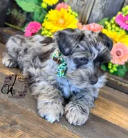 Dakota, a male Miniature Schnauzer for sale in Bristol, VA – 9 of 10