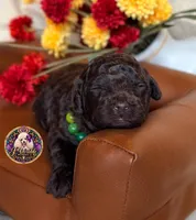 Pecan, a male Poodle - Toy  and Poodle - Miniature  for sale in Bristol, VA – 2 of 10