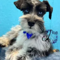 Sinatra, a male Miniature Schnauzer for sale in Bristol, VA – Photo 2 of 10