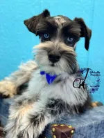 Sinatra, a male Miniature Schnauzer for sale in Bristol, VA – Photo 2 of 10