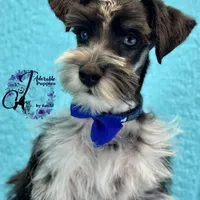 Sinatra, a male Miniature Schnauzer for sale in Bristol, VA – Photo 5 of 10
