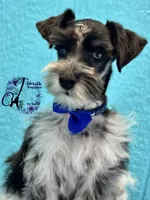 Sinatra, a male Miniature Schnauzer for sale in Bristol, VA – Photo 5 of 10