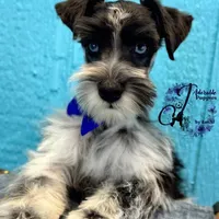 Sinatra, a male Miniature Schnauzer for sale in Bristol, VA – Photo 7 of 10