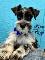 Sinatra, a male Miniature Schnauzer for sale in Bristol, VA – Photo 7 of 10