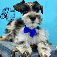 Sinatra, a male Miniature Schnauzer for sale in Bristol, VA – Photo 3 of 10