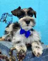 Sinatra, a male Miniature Schnauzer for sale in Bristol, VA – Photo 3 of 10