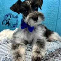 Sinatra, a male Miniature Schnauzer for sale in Bristol, VA – Photo 8 of 10