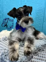 Sinatra, a male Miniature Schnauzer for sale in Bristol, VA – Photo 8 of 10