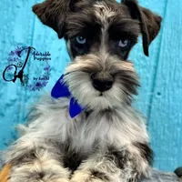Sinatra, a male Miniature Schnauzer for sale in Bristol, VA – Photo 9 of 10