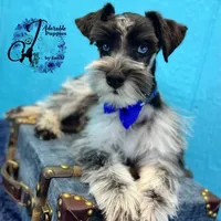 Sinatra, a male Miniature Schnauzer for sale in Bristol, VA – Photo 1 of 10