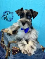 Sinatra, a male Miniature Schnauzer for sale in Bristol, VA – Photo 1 of 10