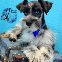 Sinatra, a male Miniature Schnauzer for sale in Bristol, VA – Photo 6 of 10