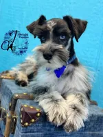 Sinatra, a male Miniature Schnauzer for sale in Bristol, VA – Photo 6 of 10