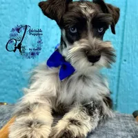 Sinatra, a male Miniature Schnauzer for sale in Bristol, VA – Photo 10 of 10
