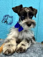 Sinatra, a male Miniature Schnauzer for sale in Bristol, VA – Photo 10 of 10