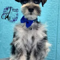 Sinatra, a male Miniature Schnauzer for sale in Bristol, VA – Photo 4 of 10