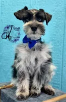Sinatra, a male Miniature Schnauzer for sale in Bristol, VA – Photo 4 of 10