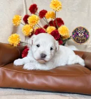 Peace, a male Miniature Schnauzer for sale in Bristol, VA – 9 of 10