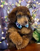Ace, a male Poodle - Standard  for sale in Bristol, VA – Photo 2 of 10