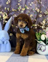 Ace, a male Poodle - Standard  for sale in Bristol, VA – Photo 3 of 10