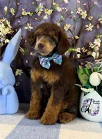 Ace, a male Poodle - Standard  for sale in Bristol, VA – Photo 4 of 10