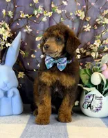 Ace, a male Poodle - Standard  for sale in Bristol, VA – Photo 5 of 10