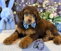 Ace, a male Poodle - Standard  for sale in Bristol, VA – Photo 10 of 10