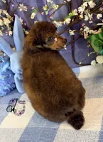 Ace, a male Poodle - Standard  for sale in Bristol, VA – Photo 9 of 10