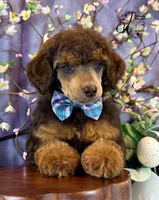 Ace, a male Poodle - Standard  for sale in Bristol, VA – Photo 7 of 10