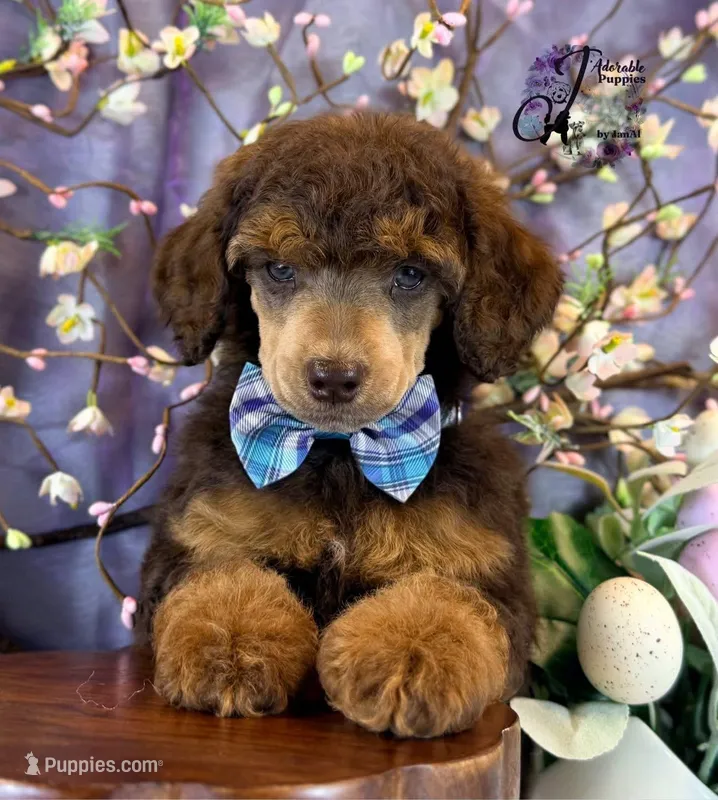 Ace – Poodle - Standard  puppy for sale in Bristol, VA