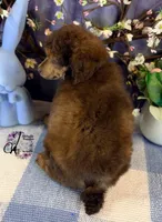 Ace, a male Poodle - Standard  for sale in Bristol, VA – Photo 8 of 10