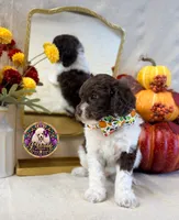Chestnut, a male Poodle - Standard  for sale in Bristol, VA – 10 of 10