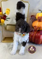 Chestnut, a male Poodle - Standard  for sale in Bristol, VA – 3 of 10