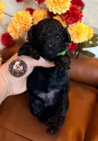 Blueberry , a male Poodle - Toy  and Poodle - Miniature  for sale in Bristol, VA – 10 of 10