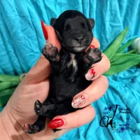 Winston, a male Miniature Schnauzer for sale in Bristol, VA – Photo 2 of 10