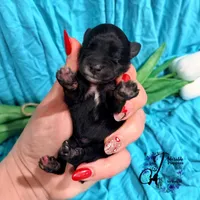 Winston, a male Miniature Schnauzer for sale in Bristol, VA – Photo 5 of 10