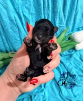 Winston, a male Miniature Schnauzer for sale in Bristol, VA – Photo 5 of 10